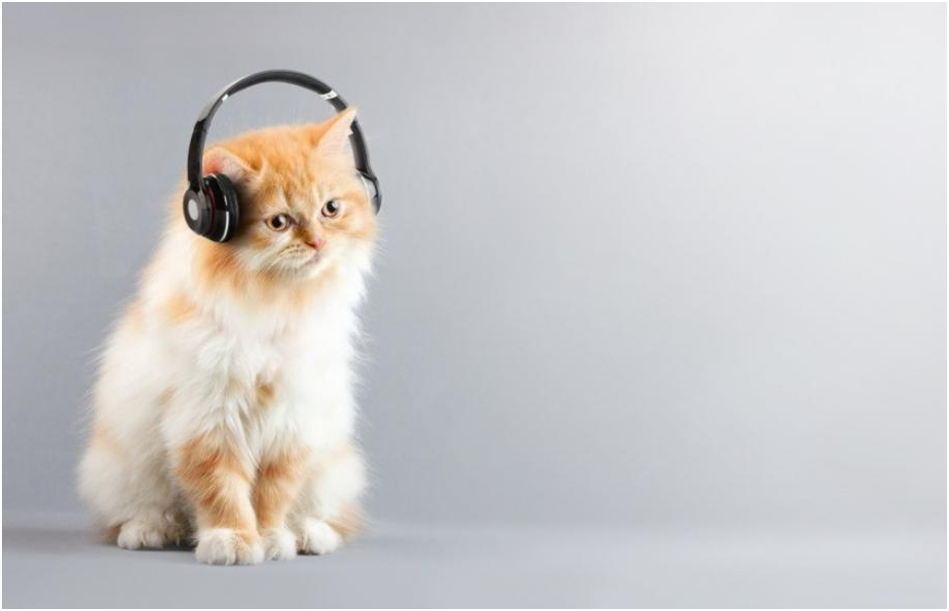 Music has a positive effect on animals